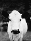 Vista frontale della testa di vacca bianca — Foto stock