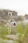Close-up of flowers in meadow with defocussed background — Stock Photo