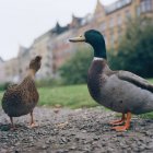 Close up shot of two mallard ducks — Stock Photo