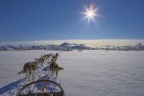 Vue du traîneau à chien dans un paysage enneigé — Photo de stock