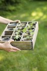 Female hands holding box with flower pots — Stock Photo
