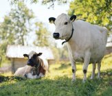 Duas vacas com rótulos auriculares em pasto — Fotografia de Stock