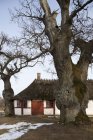 Antigua casa de campo y grandes árboles desnudos - foto de stock