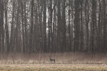 Доу олень стоїть на лузі біля лісу — стокове фото