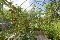 Вид спереду на помідори, що ростуть в теплиці — стокове фото