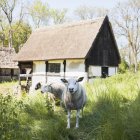 Овцы перед местным музеем в Борнхольме — стоковое фото