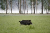 Side view of wild boar on green grass — Stock Photo