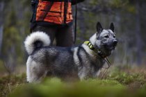 Caçadora feminina em pé com cão, foco seletivo — Fotografia de Stock