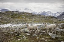 Две овцы с отдаленной горной цепью Йотунхеймен — стоковое фото