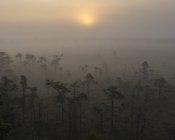 Магазин словами Мосса національного парку дерева в туман — стокове фото