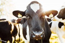 Крупный план коровы, смотрящей в камеру — стоковое фото