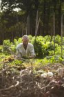 Человек, работающий в саду, дифференциальный фокус — стоковое фото