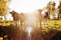 Vacas em pé atrás de cerca farpada sob luz solar brilhante — Fotografia de Stock
