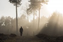 Silhouette dell'uomo che cammina nella foresta all'alba — Foto stock