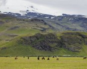 Коні в пасовищі біля підніжжя засніжених гір — стокове фото