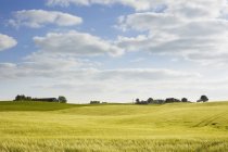 Green rolling landscape under blue cloudy sky — Stock Photo