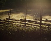 Clôture en bois et herbe haute sous le soleil rétroéclairé — Photo de stock