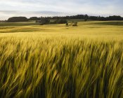 Campo vegetale cerealicolo agricolo sotto cielo nuvoloso — Foto stock