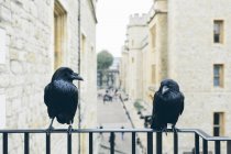 Вороны на перилах Тауэра в Лондоне — стоковое фото