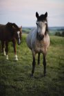 Due cavalli al pascolo sul prato verde — Foto stock