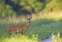 European roe deer in meadow, selective focus — Stock Photo