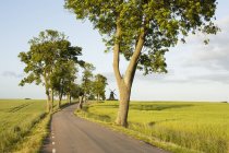 Сельская дорога в зеленый ландшафт с деревьями — стоковое фото