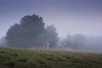 Tienda Mosse National Park en niebla, norte de Europa - foto de stock