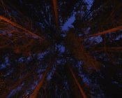Tall trees in dusk, directly below — Stock Photo