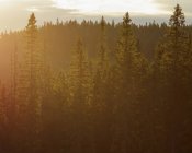 Scenic view of green forest in sunset — Stock Photo