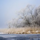 Зимний пейзаж с замерзшей рекой и деревьями — стоковое фото