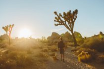 Homem caminhando no parque nacional pallas-yllastunturi ao pôr do sol — Fotografia de Stock