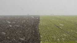 Scena rurale con bufera di neve sul campo verde — Foto stock