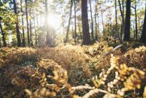 Nivel de superficie del sol que brilla en el bosque de otoño - foto de stock