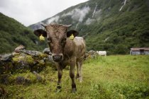 Vaca pastando no vale verde pelas montanhas Jotunheimen — Fotografia de Stock