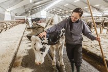 Жінка-молочний фермер в повсякденному одязі на роботі — стокове фото
