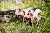 Three piglets in grass, differential focus — Stock Photo
