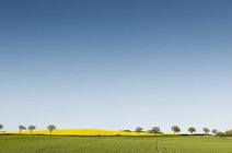 Malerischer Blick auf den klaren Himmel über den Feldern — Stockfoto