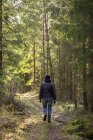Visão traseira do caminhante em roupas casuais na floresta — Fotografia de Stock