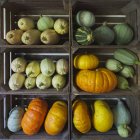 Fresh pumpkins in six wooden boxes — Stock Photo