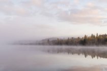Бору на березі озера в туман, Північна Європа — стокове фото