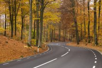Vista panorámica de la carretera en el bosque en otoño - foto de stock