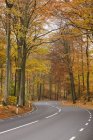 Carretera en bosque de otoño, norte de Europa - foto de stock