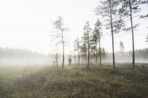 Visão traseira do homem em pé no campo nebuloso — Fotografia de Stock