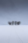 Мальовничий вид на дерева взимку проти похмурого неба — стокове фото