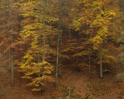 Vista de ángulo alto de los árboles en la colina en otoño - foto de stock