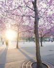 Vista panoramica di fiori di ciliegio in primavera — Foto stock