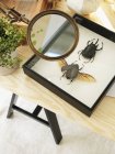 Підвищений вид колекції комах, вибірковий фокус — стокове фото