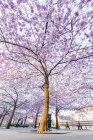 Низкий угол обзора цветения вишни весной — стоковое фото