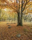 Autumn forest with yellow leaves at national park — Stock Photo