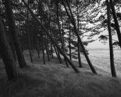 Деревья в лесах северной Европы, черно-белые — стоковое фото